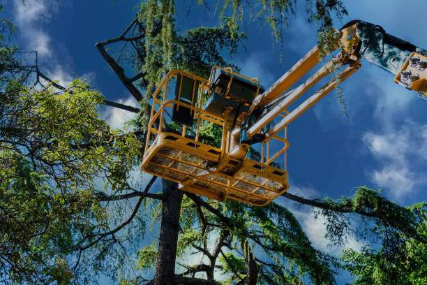 Tree Branch Trimming